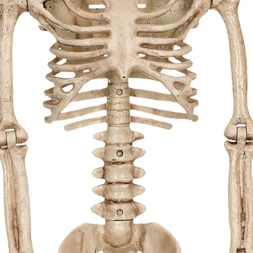 Party City Boneyard Glam|Realistic Hanging Skeleton, 3Ft - Halloween Decoration