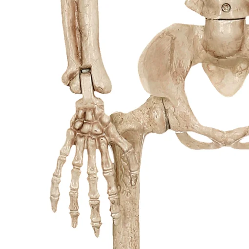 Party City Boneyard Glam|Realistic Hanging Skeleton, 3Ft - Halloween Decoration