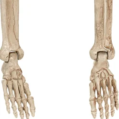 Party City Boneyard Glam|Realistic Hanging Skeleton, 3Ft - Halloween Decoration